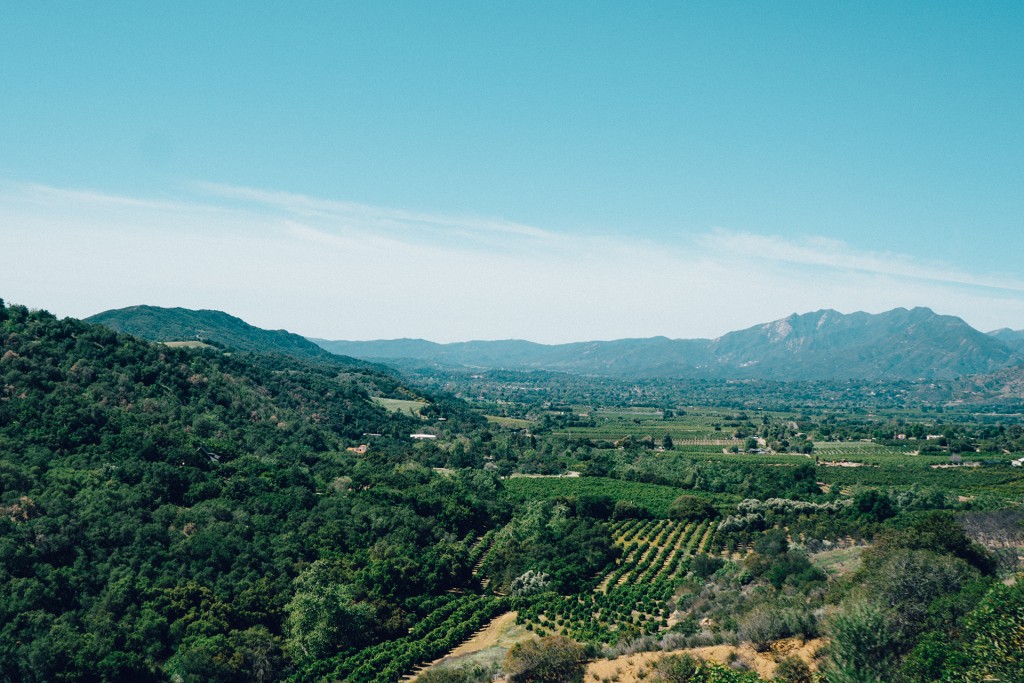 landscape-vineyard